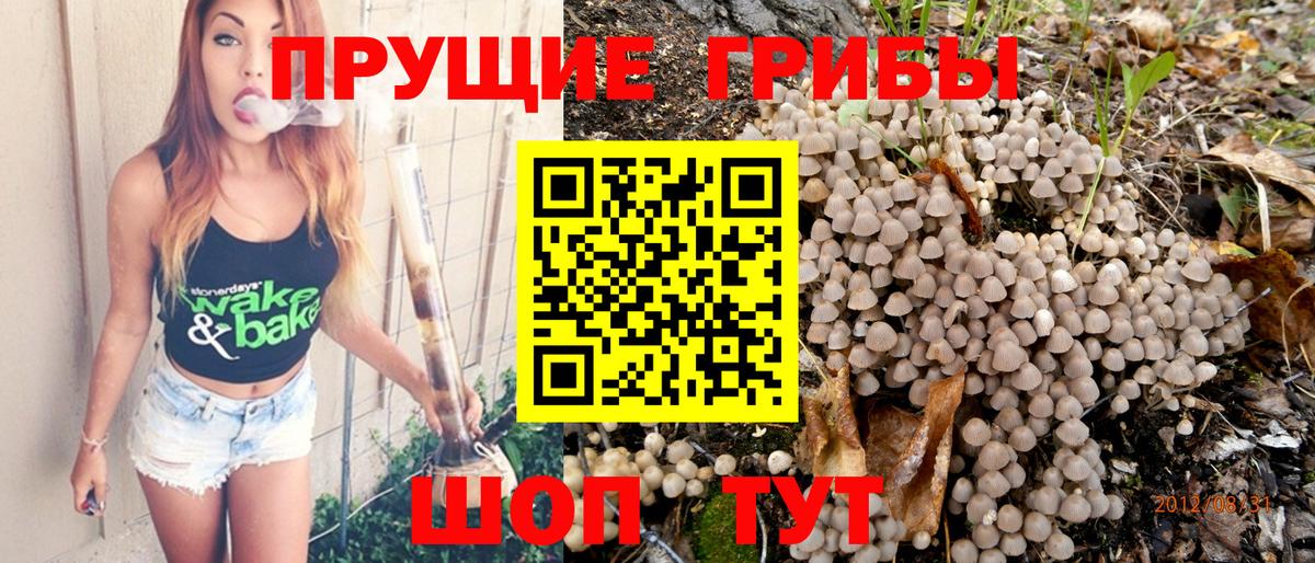 Псилоцибиновые грибы Psilocybine cubensis Волжск